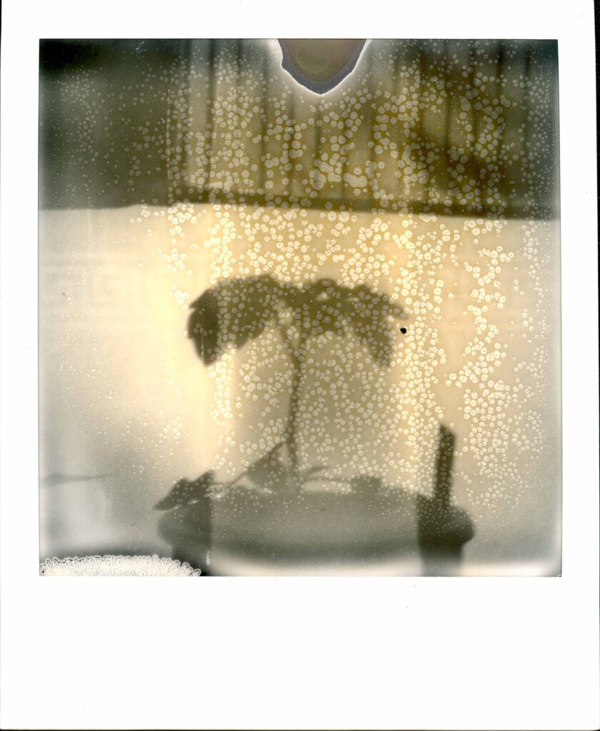 Polaroid passed expiration date, creating a bubbly effect which makes the plant in the picture more interesting. Number 4 of the beautiful failures project